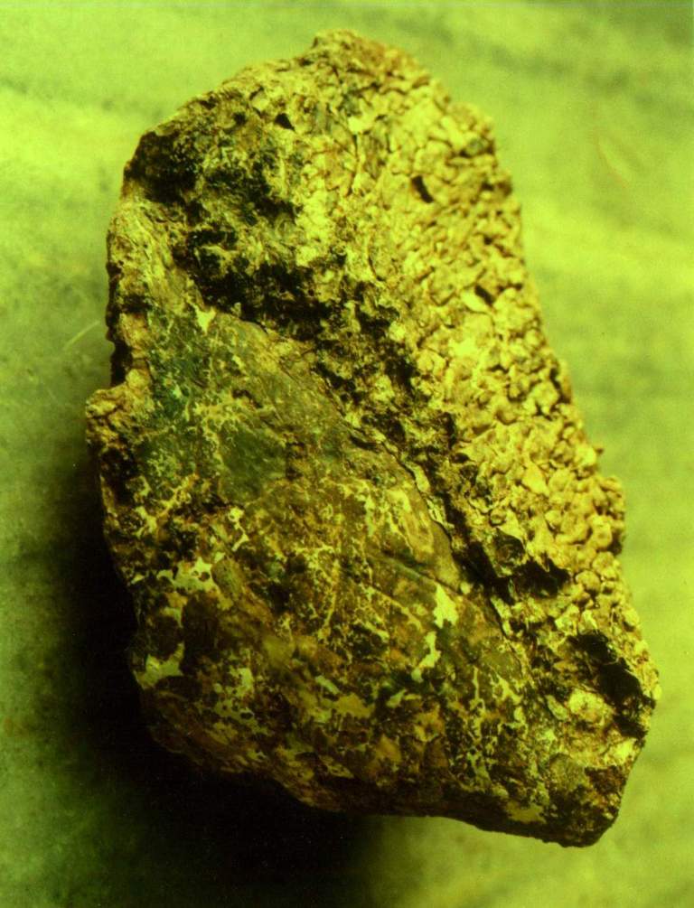tricerotop horn